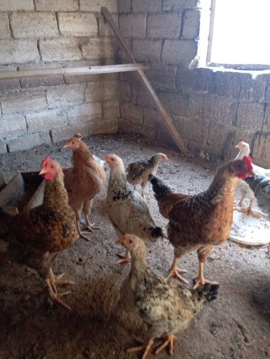 Балапандар сатылады