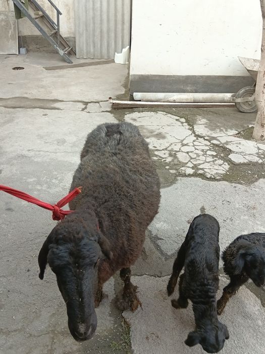 Bolalik qoy 2 ta bollasi