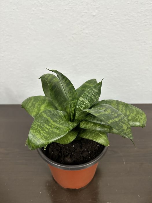 Цветы сансевиерии