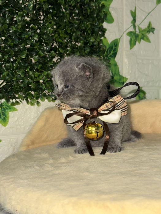 Британский скотч фолд, страйт