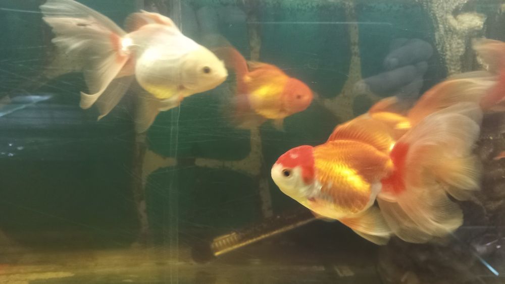 Продам Черно-красную Оранду