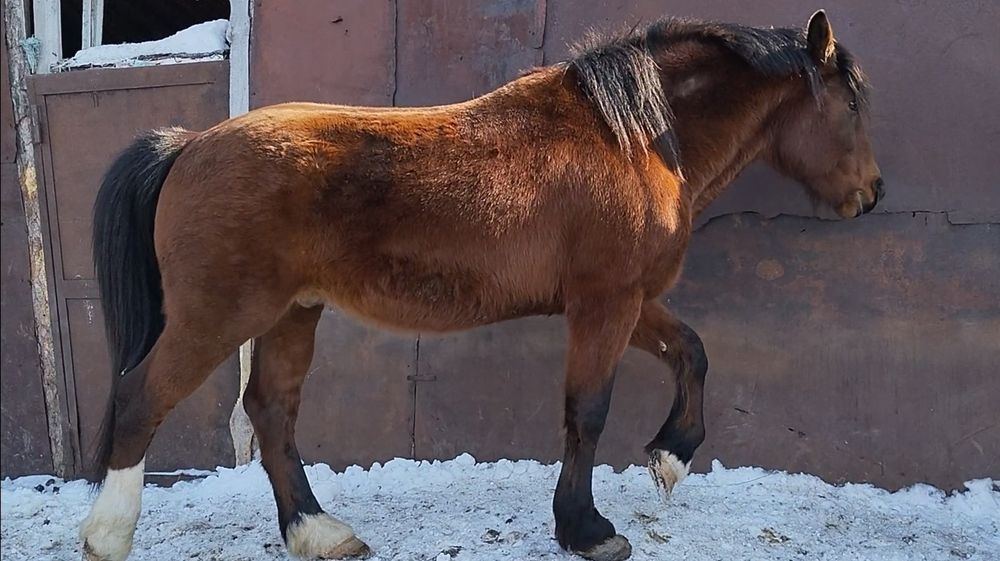 Владимировский полутяж продам Айгыра