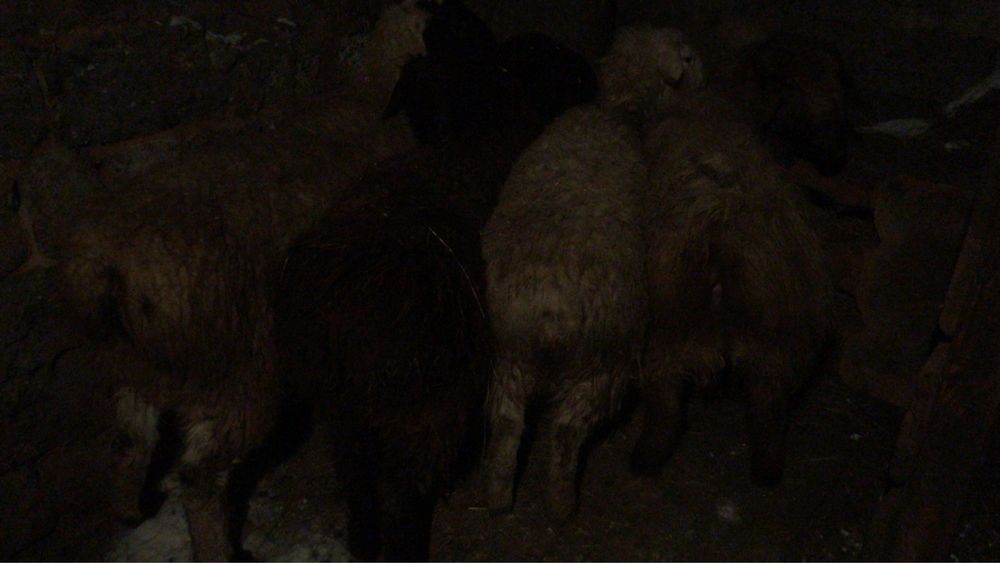 Токты молодые жирные