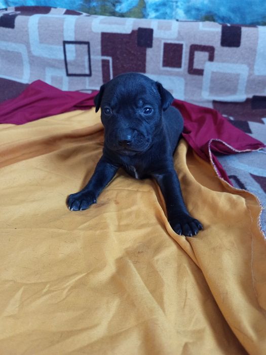 Продам Щенков питбули