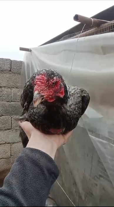 Дакан мекендер сатылады