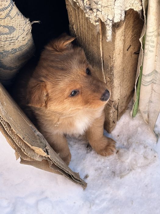 Щенок кобель ищет добрых хозяев