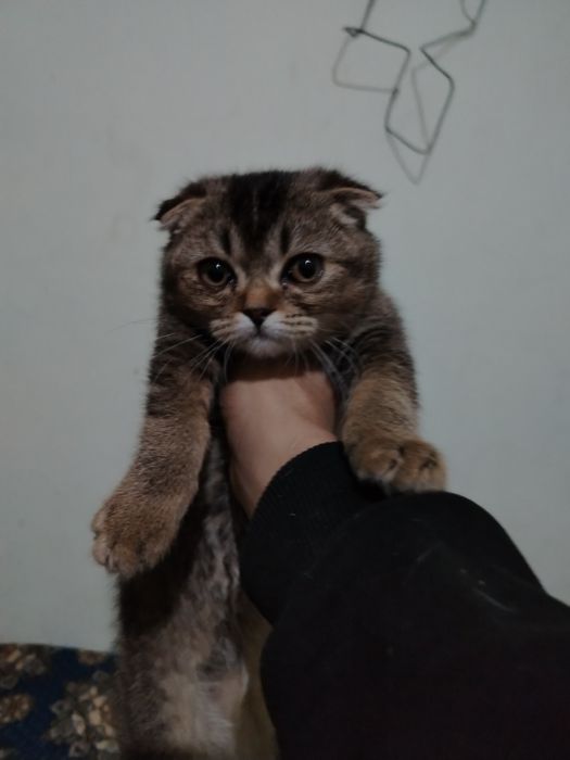 Zotdor scotch mushugi