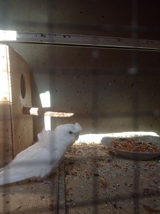 Продаются попугайчики