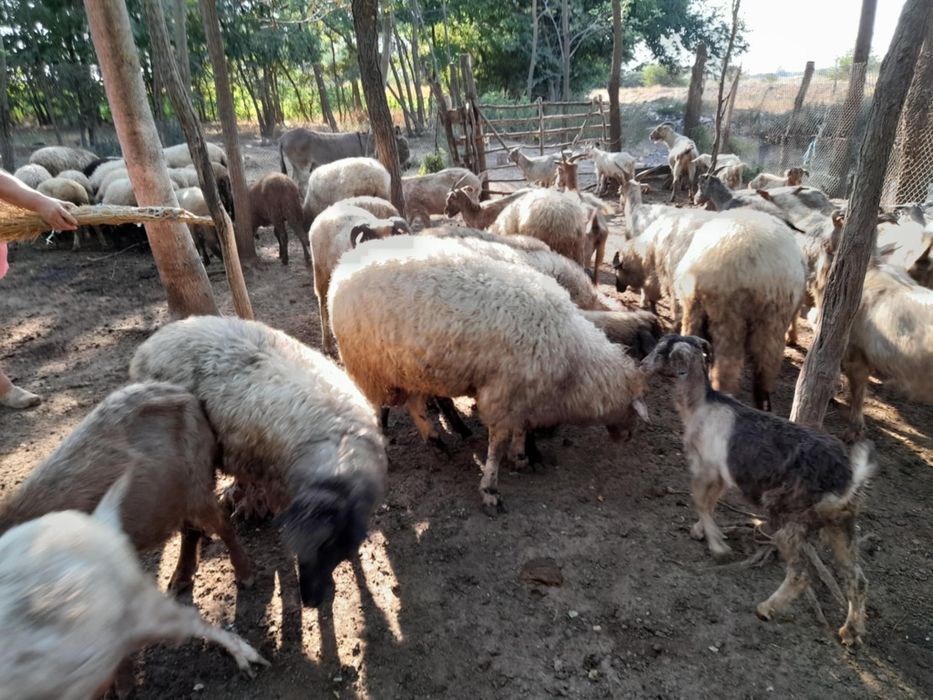 Berbeci si Tapi de vanzare