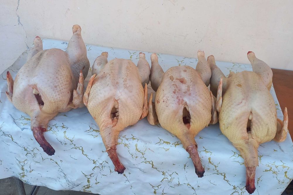 Индюше мясо свежее