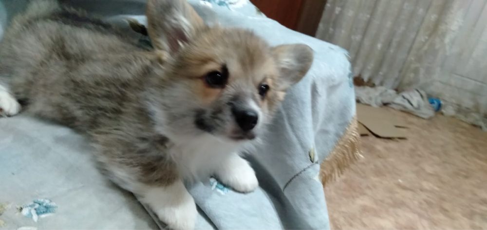 Вельш Корги щенок