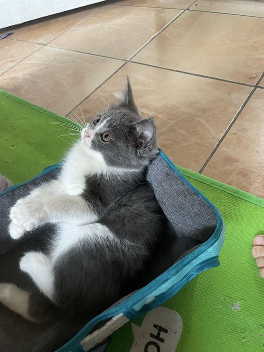 Mushukcha persidiskiy+ turetskiy angora