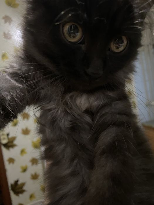 Отдам в хорошие руки котенка