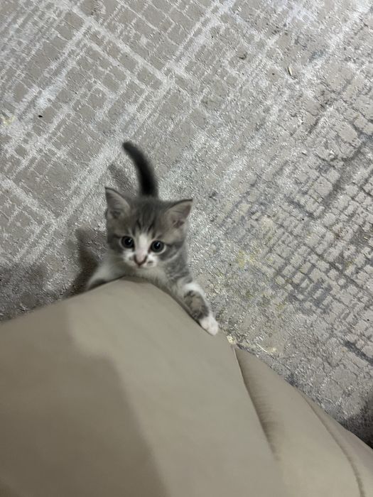 Кошка Шотлантский