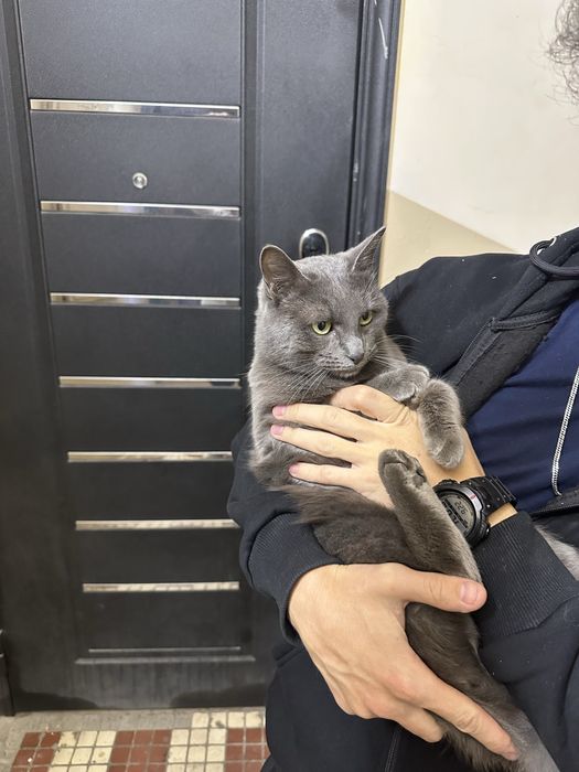 отдам в добрые руки, порода бритиш фолд