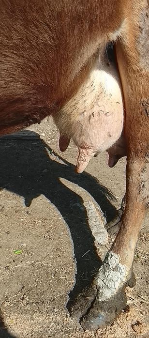 Vand o vaca buna de lapte