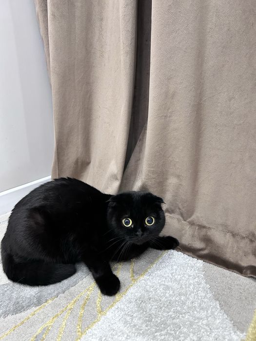 Шотланскии вислоуха