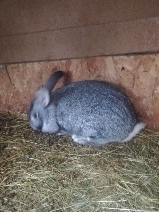 Продавам два женски зайци на 6 месеца