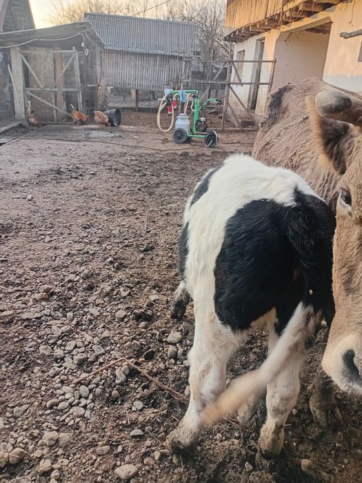 Vând vaca cu vițel