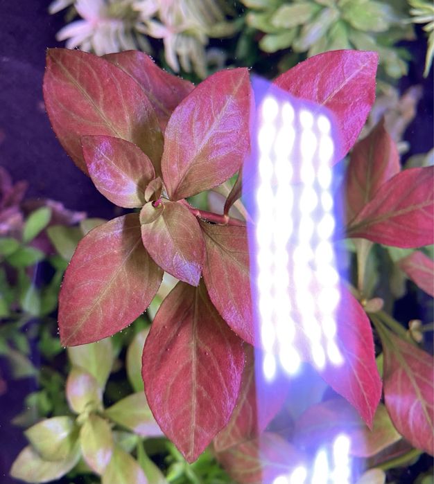 Plante acvariu plante acvatice