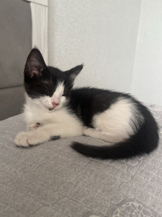 Котята бесплатно