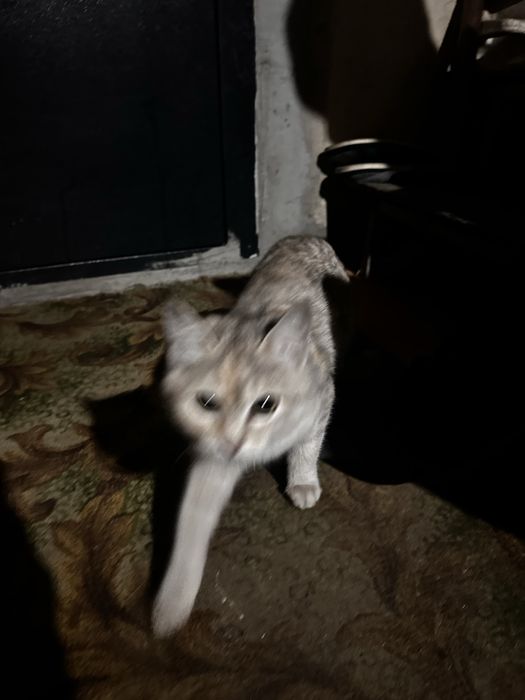 Котенок с редким окрасом