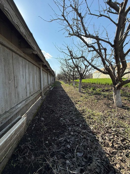 Teren de vânzare cu seră și vie în com. Belcești, jud. Iași