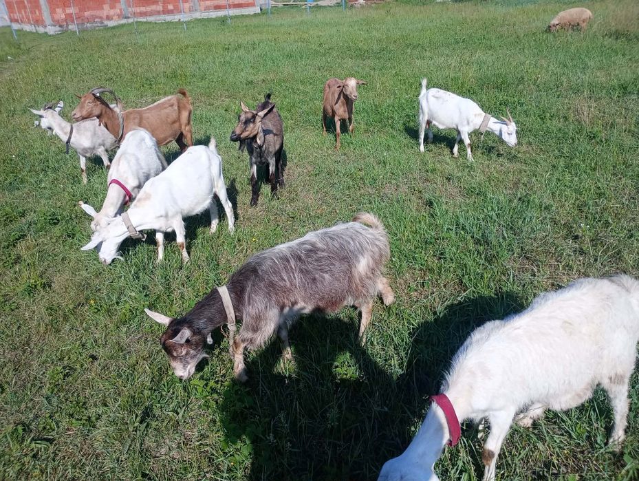 Capre tinere la prima fătare 9