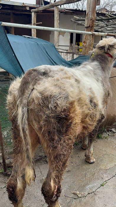 Abliko buqa sotiladi