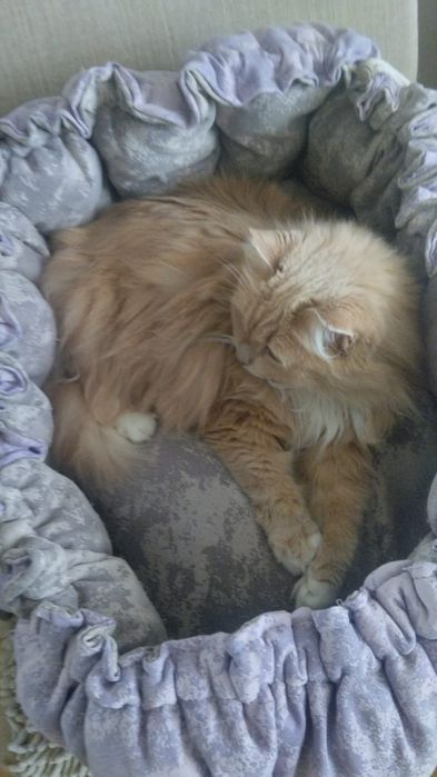 Лежанка для кошки 5000