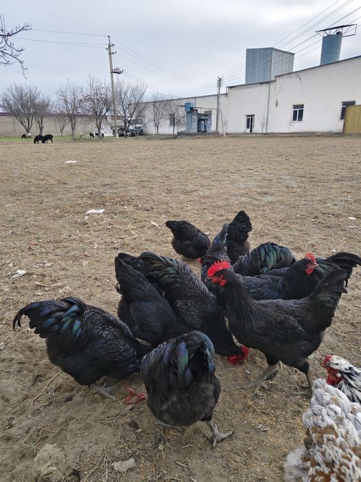 Avstralorp  zotli toviq tuxumlari va jujalariga zakaz olamiz