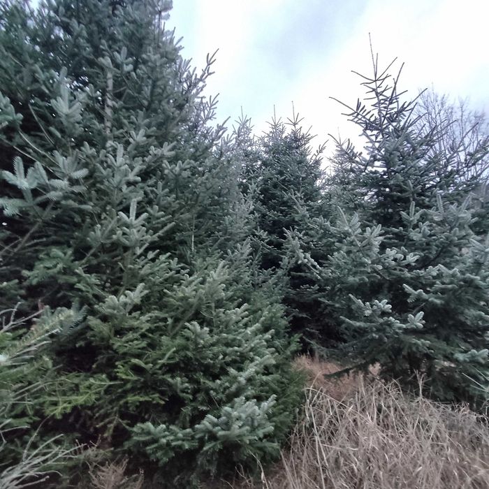 Brad caucazian  pom de Crăciun