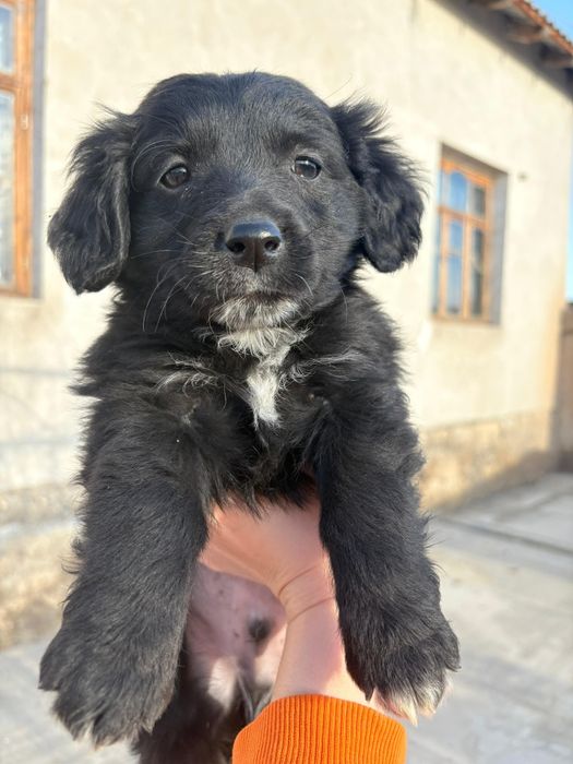 Охотничьи щенки бесплатно