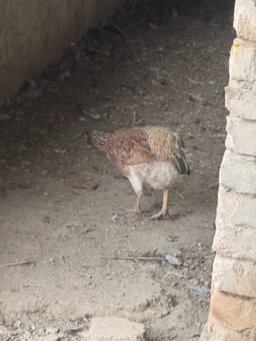 Продам курей