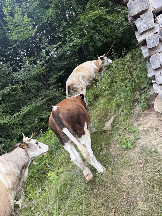 De vânzare vițel de 4 luni