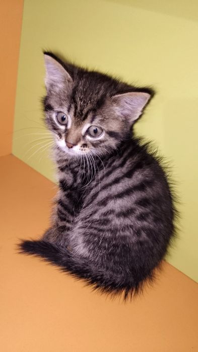 Отдам кошка девушка