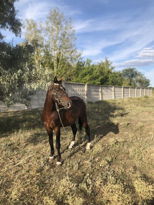 Продаём Жеребца!!!