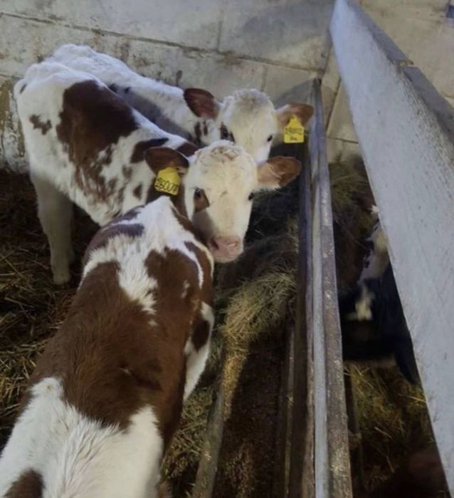 Продам молочную корову