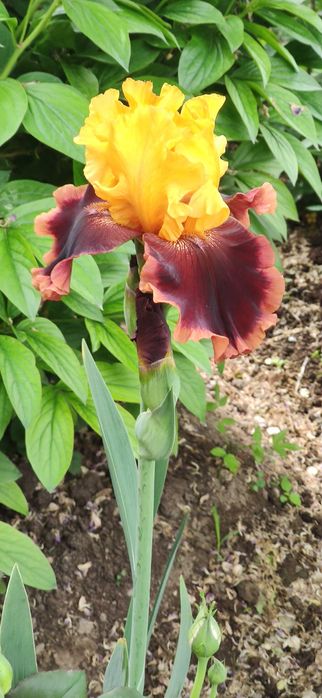 Клубни сортовых ирисов.