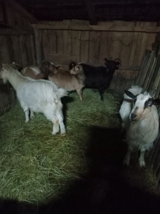 Vand 4 capre gestante