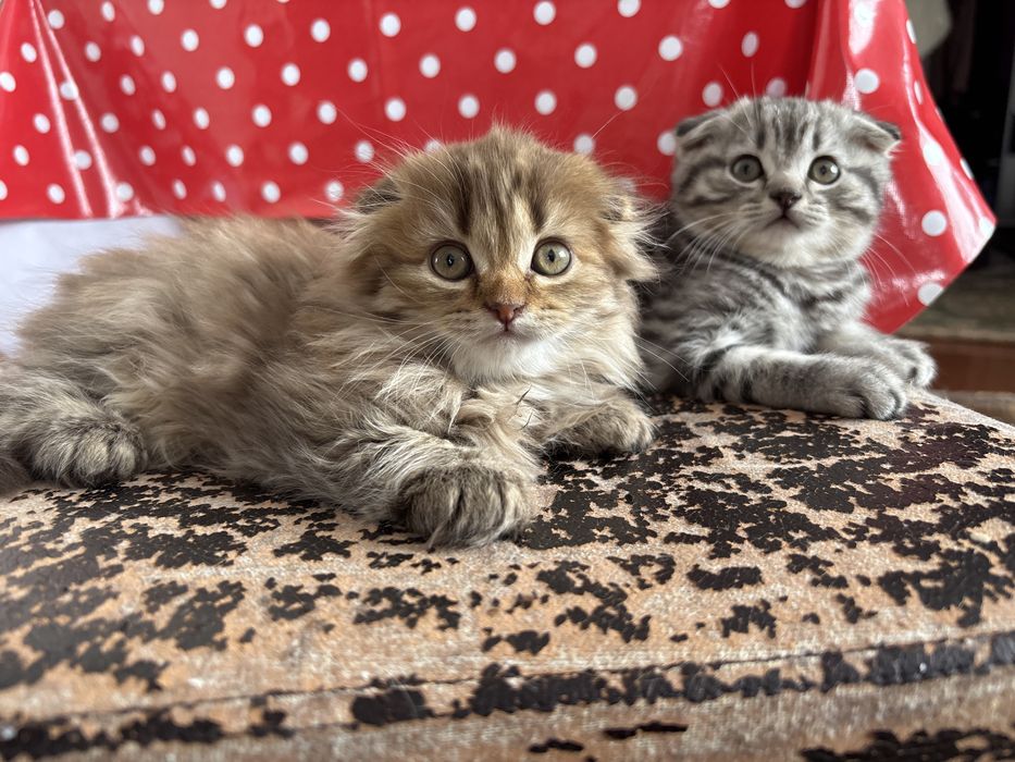 Продам котят     .