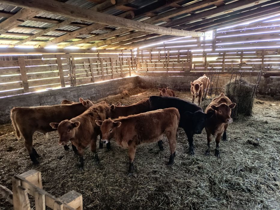 Viței și vitele de vânzare