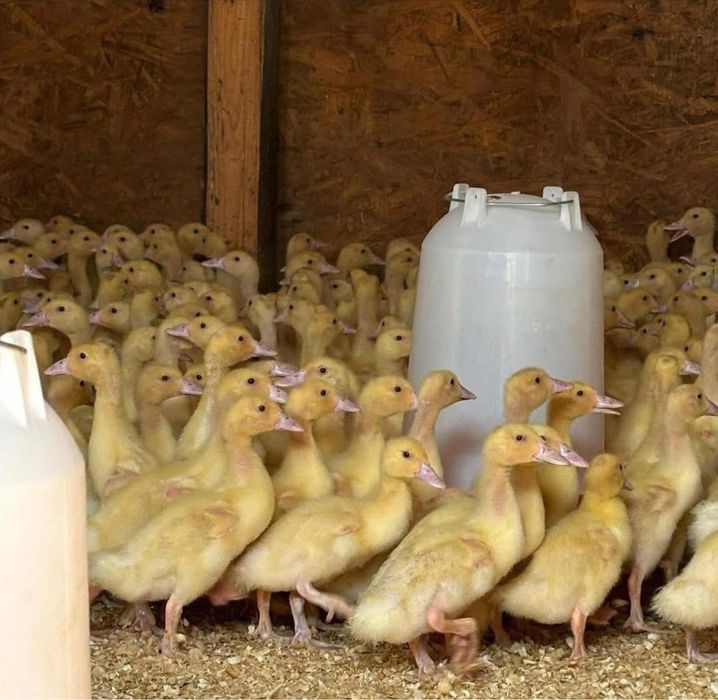 Rațe Pekin si Mulard