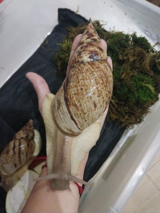 Улитки ахатины великаны!