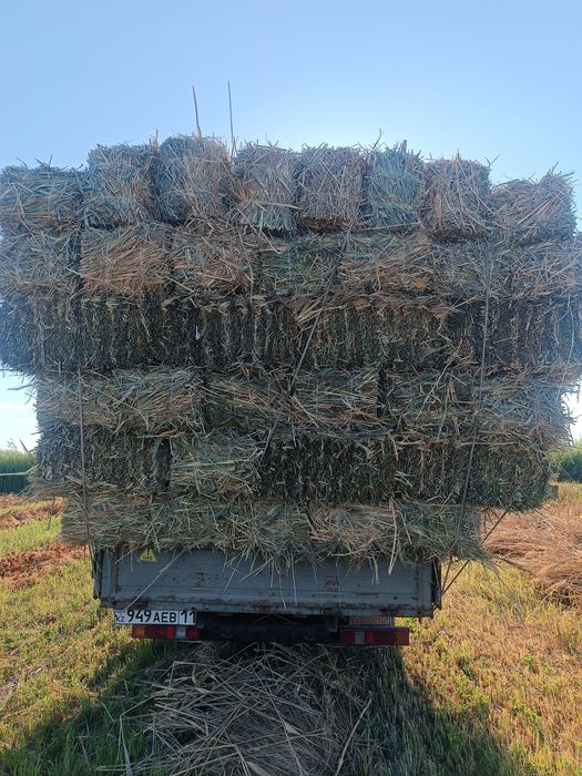 Сабан прес қамыс прес бар