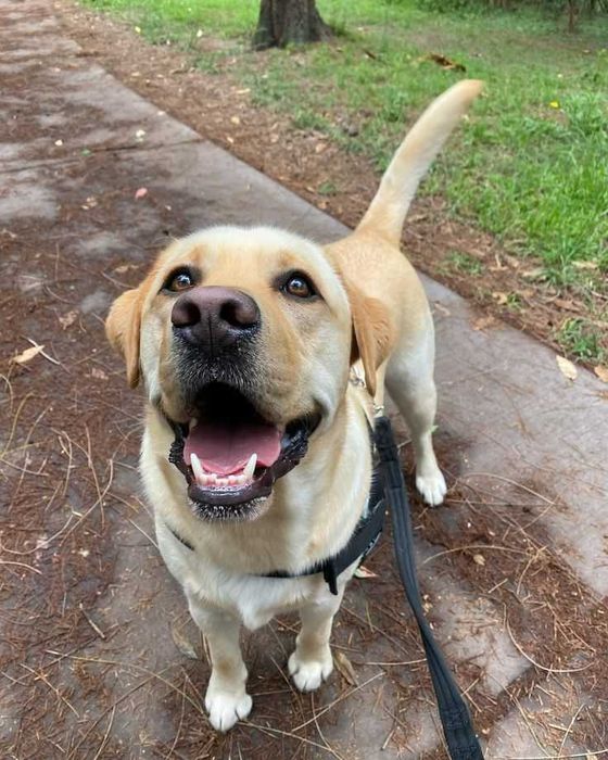 plimbare câini & pet-sitting