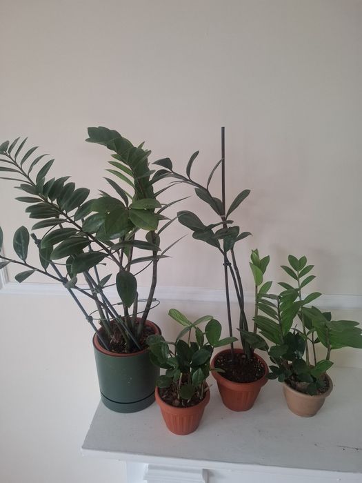 Продаю комнатные цветы