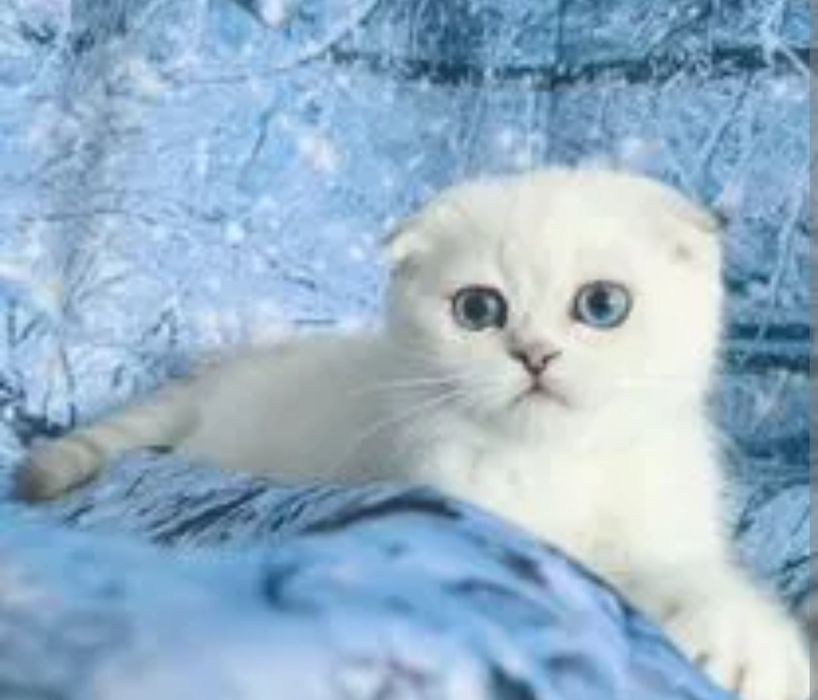 Шотланский мальчик