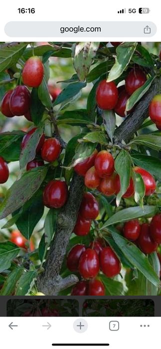 Дрян, Ядлив Кестен и орехи