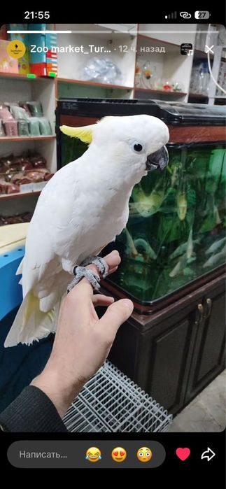 Продается какаду